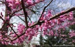 The Rising Sun Redbud Tree - 3 Gallon Pot 12 The Rising Sun Redbud Tree - 3 Gallon Pot -Botanica Tree Store Redbud Rising Sun 31 2