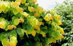 The Rising Sun Redbud Tree - 3 Gallon Pot 13 The Rising Sun Redbud Tree - 3 Gallon Pot -Botanica Tree Store Redbud Rising Sun 33 2