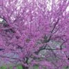 Eastern Redbud - 2 Gallon Pot