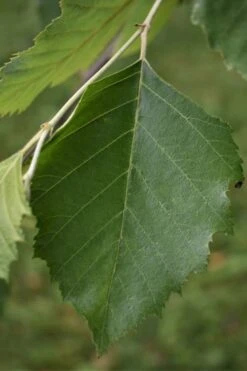 River Birch Tree (Betula Nigra) - 3 Gallon Pot (Multi Trunk) -Botanica Tree Store River Birch 13