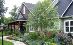 River Birch Tree (Betula Nigra) - 3 Gallon Pot (Multi Trunk) -Botanica Tree Store River Birch Tree B