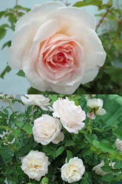 Brindabella Touch Of Pink Shrub Rose - 2 Gallon Pot -Botanica Tree Store Rose Brindabella Touch of Pink 3