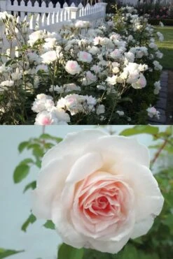 Brindabella Touch Of Pink Shrub Rose - 2 Gallon Pot -Botanica Tree Store Rose Brindabella Touch of Pink 4