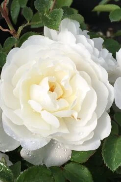 Cloud 10 Climbing Rose - 3 Gallon Pot 11 Cloud 10 Climbing Rose - 3 Gallon Pot -Botanica Tree Store Rose Cloud 10 1