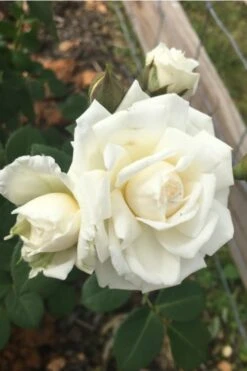 Cloud 10 Climbing Rose - 3 Gallon Pot 12 Cloud 10 Climbing Rose - 3 Gallon Pot -Botanica Tree Store Rose Cloud 10 10