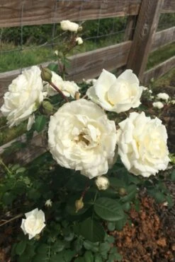 Cloud 10 Climbing Rose - 3 Gallon Pot 13 Cloud 10 Climbing Rose - 3 Gallon Pot -Botanica Tree Store Rose Cloud 10 11