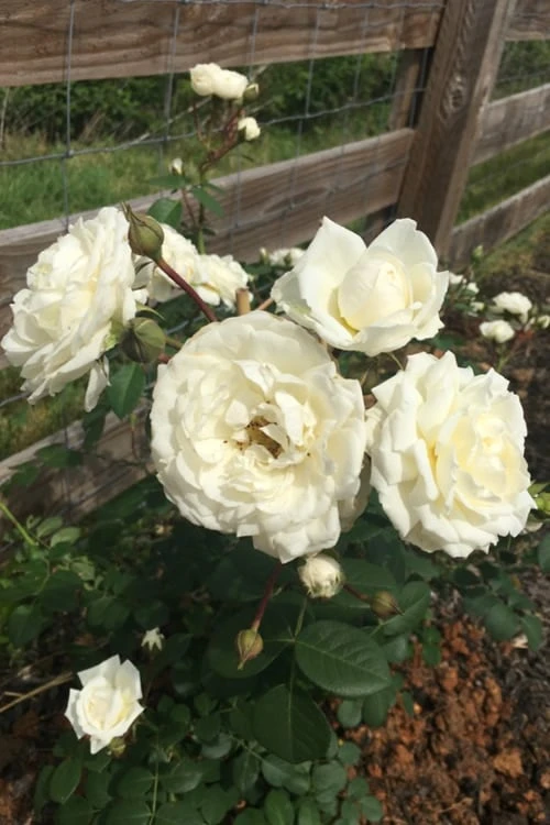 Cloud 10 Climbing Rose - 3 Gallon Pot 7 Cloud 10 Climbing Rose - 3 Gallon Pot - Image 7