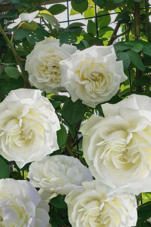Cloud 10 Climbing Rose - 3 Gallon Pot 1 Cloud 10 Climbing Rose - 3 Gallon Pot