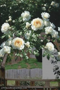 Cloud 10 Climbing Rose - 3 Gallon Pot 10 Cloud 10 Climbing Rose - 3 Gallon Pot -Botanica Tree Store Rose Cloud 10 4