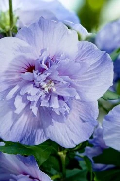 Blue Chiffon Rose Of Sharon - 3 Gallon Pot -Botanica Tree Store Rose Of Sharon Blue Chiffon 10 1
