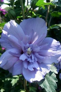 Blue Chiffon Rose Of Sharon - 2 Gallon Pot
