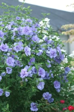 Blue Chiffon Rose Of Sharon - 3 Gallon Pot -Botanica Tree Store Rose Of Sharon Blue Chiffon 5 1