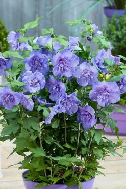 Blue Chiffon Rose Of Sharon - 3 Gallon Pot -Botanica Tree Store Rose Of Sharon BlueChiffon 6 1