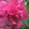 Lucy Rose Of Sharon (Althea) - Hibiscus Syriacus - 3 Gallon Pot