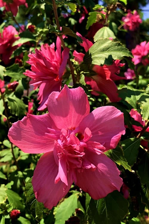 Lucy Rose Of Sharon (Althea) - Hibiscus Syriacus - 3 Gallon Pot 5 Lucy Rose Of Sharon (Althea) - Hibiscus Syriacus - 3 Gallon Pot - Image 5