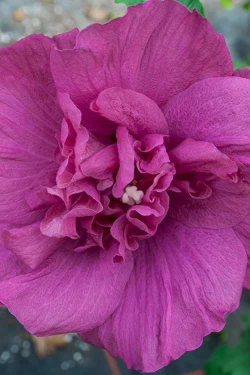 Magenta Chiffon Rose Of Sharon (Hibiscus Syriacus) - 5 Gallon Pot 7 Magenta Chiffon Rose Of Sharon (Hibiscus Syriacus) - 5 Gallon Pot - Image 7