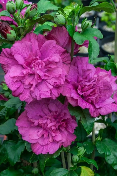 Magenta Chiffon Rose Of Sharon (Hibiscus Syriacus) - 5 Gallon Pot 1 Magenta Chiffon Rose Of Sharon (Hibiscus Syriacus) - 5 Gallon Pot