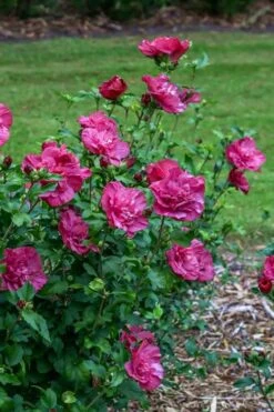 Magenta Chiffon Rose Of Sharon (Hibiscus Syriacus) - 5 Gallon Pot 12 Magenta Chiffon Rose Of Sharon (Hibiscus Syriacus) - 5 Gallon Pot -Botanica Tree Store Rose Of Sharon Magenta Chiffon 6