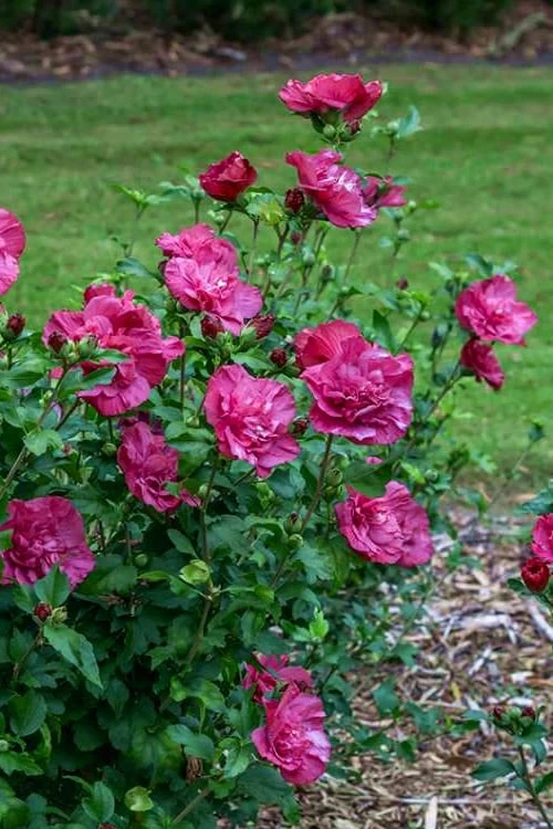 Magenta Chiffon Rose Of Sharon (Hibiscus Syriacus) - 5 Gallon Pot 6 Magenta Chiffon Rose Of Sharon (Hibiscus Syriacus) - 5 Gallon Pot - Image 6