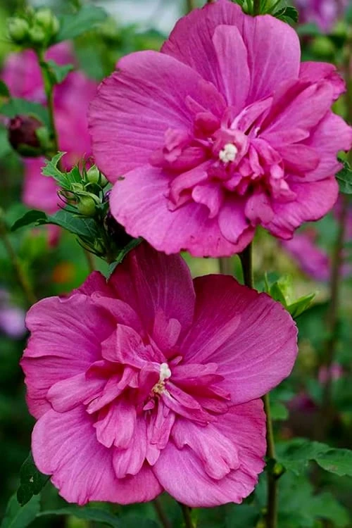 Magenta Chiffon Rose Of Sharon (Hibiscus Syriacus) - 5 Gallon Pot 4 Magenta Chiffon Rose Of Sharon (Hibiscus Syriacus) - 5 Gallon Pot - Image 4