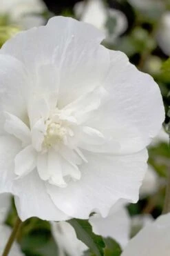 White Pillar Rose Of Sharon - 2 Gallon Pot -Botanica Tree Store Rose Of Sharon White Pillar 2