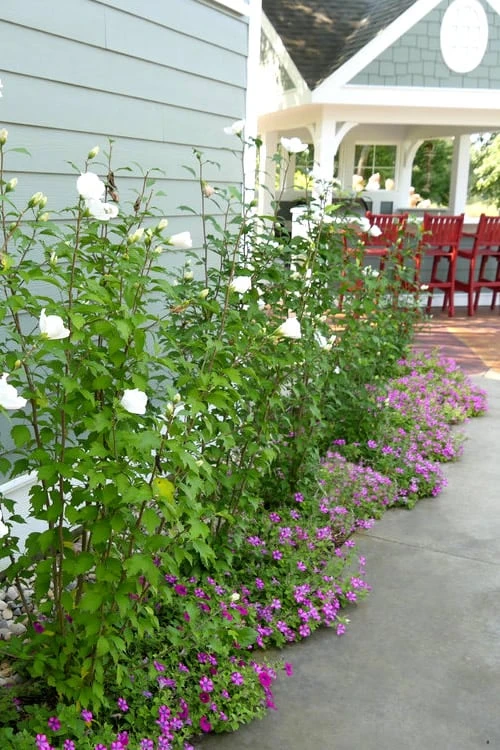 White Pillar Rose Of Sharon - 3 Gallon Pot 5 White Pillar Rose Of Sharon - 3 Gallon Pot - Image 5