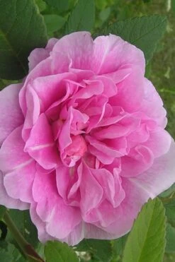 Therese Bugnet Rugosa Rose - 3 Gallon Pot -Botanica Tree Store Rose Therese Bugnet 3