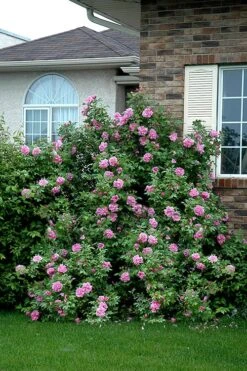 Therese Bugnet Rugosa Rose - 3 Gallon Pot -Botanica Tree Store Rose Therese Bugnet 4