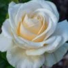 Easy Spirit White Rose - 3 Gallon Pot