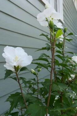 White Pillar Rose Of Sharon - 3 Gallon Pot 13 White Pillar Rose Of Sharon - 3 Gallon Pot -Botanica Tree Store Rose of Sharon White Pillar 5 1