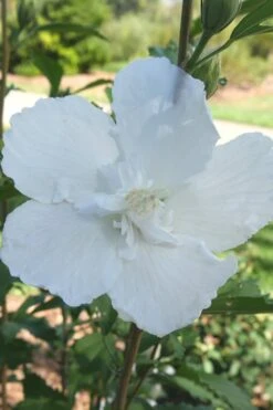 White Pillar Rose Of Sharon - 2 Gallon Pot -Botanica Tree Store Rose of Sharon White Pillar 7