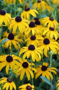 American Gold Rush Rudbeckia (Black-Eyed Susan) - 6 Pack Of 1 Gallon Pots -Botanica Tree Store Rudbeckia American Gold Rush 3