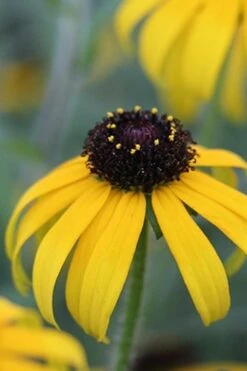 American Gold Rush Rudbeckia (Black-Eyed Susan) - 6 Pack Of 1 Gallon Pots -Botanica Tree Store Rudbeckia American Gold Rush 4