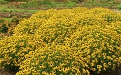 American Gold Rush Rudbeckia (Black-Eyed Susan) - 6 Pack Of 1 Gallon Pots -Botanica Tree Store Rudbeckia AmericanGold Rush 1