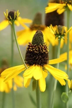 Great Coneflower (Rudbeckia Maxima ) - 1 Gallon Pot -Botanica Tree Store Rudbeckia Maxima Great Coneflower 1