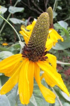 Great Coneflower (Rudbeckia Maxima ) - 1 Gallon Pot -Botanica Tree Store Rudbeckia Maxima Great Coneflower 6