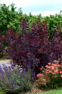 Royal Purple Smoke Tree (Smokebush) - Cotinus Coggygria - 1 Gallon Pot -Botanica Tree Store SMoke Tree Royal Purple 20 1