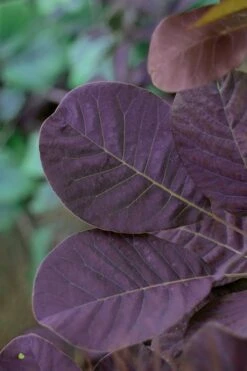 Royal Purple Smoke Tree (Smokebush) - Cotinus Coggygria - 1 Gallon Pot -Botanica Tree Store SMoke Tree Royal Purple 22 1
