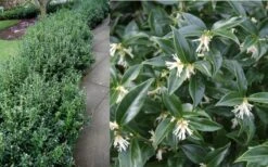 Confused Sweet Box (Sarcococca Confusa) - 6 Pack Of 1 Gallon Pots 15 Confused Sweet Box (Sarcococca Confusa) - 6 Pack Of 1 Gallon Pots -Botanica Tree Store Sarcacocca Confusa Berries 2