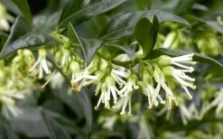 Confused Sweet Box (Sarcococca Confusa) - 6 Pack Of 1 Gallon Pots 13 Confused Sweet Box (Sarcococca Confusa) - 6 Pack Of 1 Gallon Pots -Botanica Tree Store Sarcacocca Confusa Flowers 5