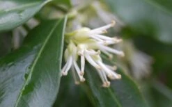 Confused Sweet Box (Sarcococca Confusa) - 6 Pack Of 1 Gallon Pots 11 Confused Sweet Box (Sarcococca Confusa) - 6 Pack Of 1 Gallon Pots -Botanica Tree Store Sarcococca Confusa Sweet Box Flower Closeup