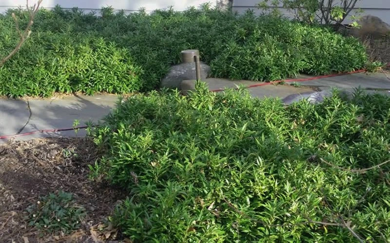 Confused Sweet Box (Sarcococca Confusa) - 6 Pack Of 1 Gallon Pots 5 Confused Sweet Box (Sarcococca Confusa) - 6 Pack Of 1 Gallon Pots - Image 5