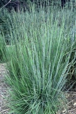 Blaze Little Bluestem Grass (Schizachyrium Scoparium) - 8 Pack Of 1 Gallon Pots -Botanica Tree Store Schizachyrium scoparium blaze little bluestem grass 2