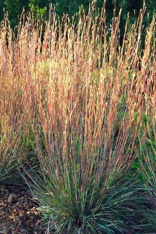 Carousel Little Bluestem Grass (Schizachyrium Scoparium) - 8 Pack Of 1 Gallon Pots 6 Carousel Little Bluestem Grass (Schizachyrium Scoparium) - 8 Pack Of 1 Gallon Pots - Image 6