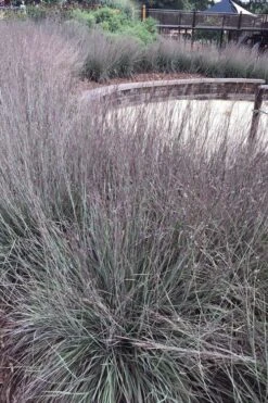 Carousel Little Bluestem Grass (Schizachyrium Scoparium) - 8 Pack Of 1 Gallon Pots 19 Carousel Little Bluestem Grass (Schizachyrium Scoparium) - 8 Pack Of 1 Gallon Pots -Botanica Tree Store Schizachyrium scoparium carousel little bluestem grass 10