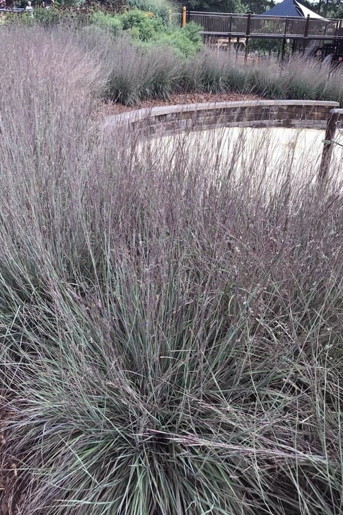 Carousel Little Bluestem Grass (Schizachyrium Scoparium) - 8 Pack Of 1 Gallon Pots 10 Carousel Little Bluestem Grass (Schizachyrium Scoparium) - 8 Pack Of 1 Gallon Pots - Image 10