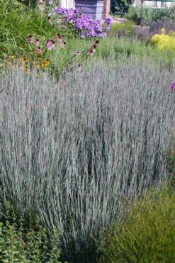 Carousel Little Bluestem Grass (Schizachyrium Scoparium) - 8 Pack Of 1 Gallon Pots 13 Carousel Little Bluestem Grass (Schizachyrium Scoparium) - 8 Pack Of 1 Gallon Pots -Botanica Tree Store Schizachyrium scoparium carousel little bluestem grass 2
