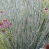 Carousel Little Bluestem Grass (Schizachyrium Scoparium) - 8 Pack Of 1 Gallon Pots