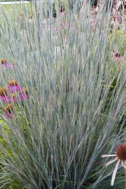 Carousel Little Bluestem Grass (Schizachyrium Scoparium) - 8 Pack Of 1 Gallon Pots