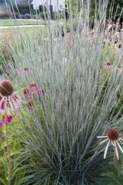 Carousel Little Bluestem Grass (Schizachyrium Scoparium) - 8 Pack Of 1 Gallon Pots 16 Carousel Little Bluestem Grass (Schizachyrium Scoparium) - 8 Pack Of 1 Gallon Pots -Botanica Tree Store Schizachyrium scoparium carousel little bluestem grass 4